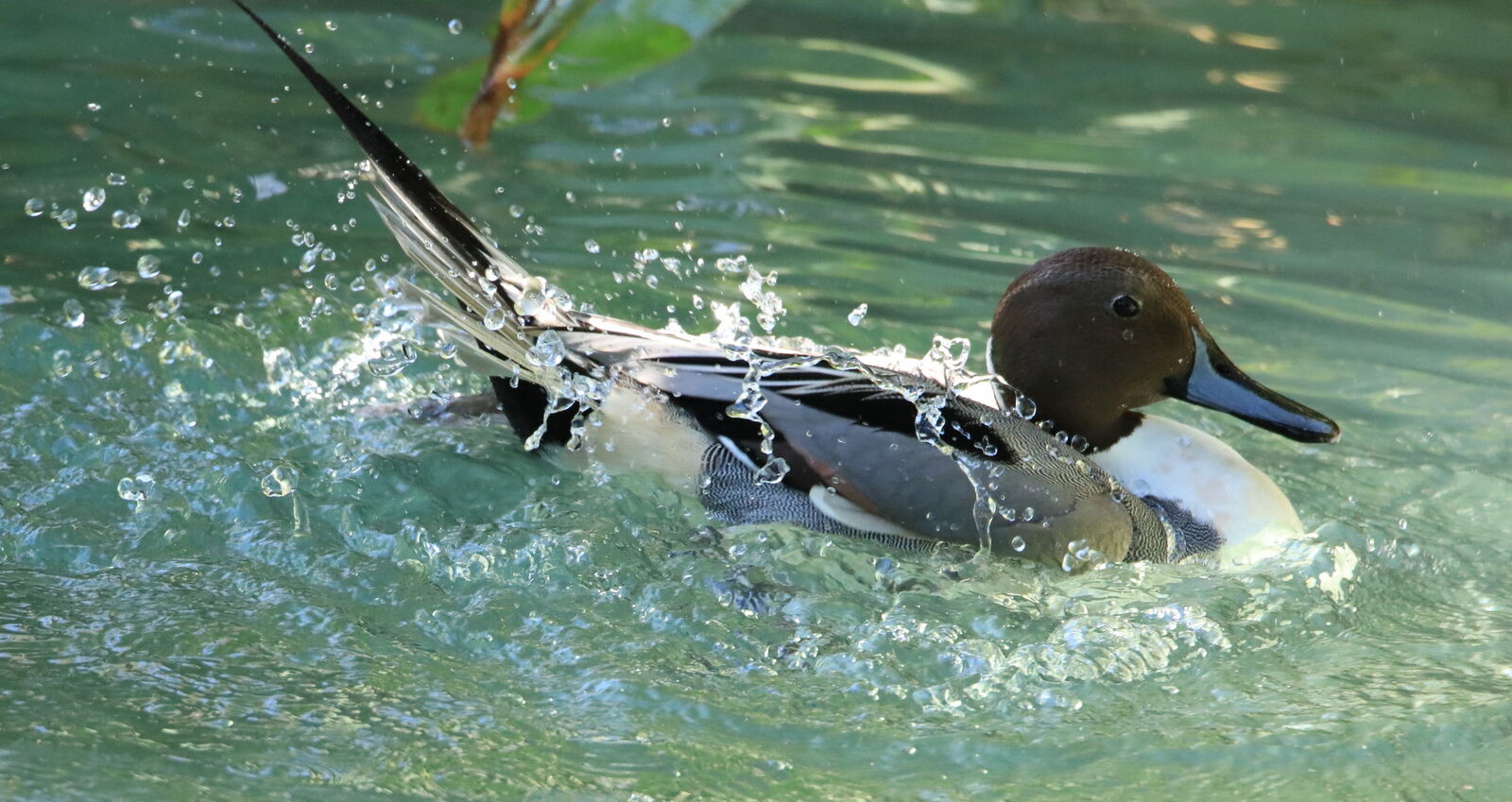pintail.JPG
